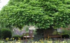 Southern Catalpa Tree - 3 Gallon Pot 16 Southern Catalpa Tree - 3 Gallon Pot -Garden Outdoor Plant Store catalpa bignonioides catawba tree 3