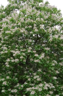 Southern Catalpa Tree - 3 Gallon Pot 17 Southern Catalpa Tree - 3 Gallon Pot -Garden Outdoor Plant Store catalpa bignonioides catawba tree 4
