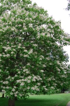 Southern Catalpa Tree - 3 Gallon Pot 13 Southern Catalpa Tree - 3 Gallon Pot -Garden Outdoor Plant Store catalpa bignonioides catawba tree 5