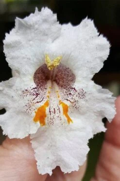 Southern Catalpa Tree - 3 Gallon Pot 14 Southern Catalpa Tree - 3 Gallon Pot -Garden Outdoor Plant Store catalpa bignonioides catawba tree 7