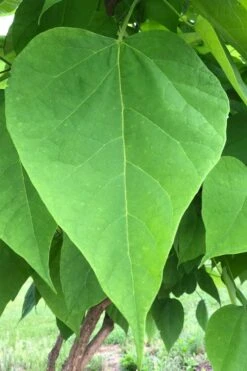 Southern Catalpa Tree - 3 Gallon Pot 15 Southern Catalpa Tree - 3 Gallon Pot -Garden Outdoor Plant Store catalpa bignonioides southern catawba tree 8