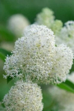 New Jersey Tea Plant (Ceanothus Americanus) - 3 Gallon Pot 25 New Jersey Tea Plant (Ceanothus Americanus) - 3 Gallon Pot -Garden Outdoor Plant Store ceanothus americanus new jersey tea plant 12