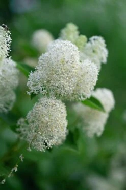 New Jersey Tea Plant (Ceanothus Americanus) - 3 Gallon Pot 20 New Jersey Tea Plant (Ceanothus Americanus) - 3 Gallon Pot -Garden Outdoor Plant Store ceanothus americanus new jersey tea plant 13