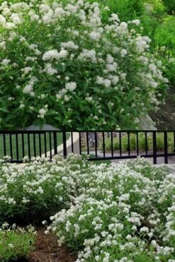 New Jersey Tea Plant (Ceanothus Americanus) - 3 Gallon Pot 18 New Jersey Tea Plant (Ceanothus Americanus) - 3 Gallon Pot -Garden Outdoor Plant Store ceanothus americanus new jersey tea plant 14