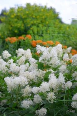 New Jersey Tea Plant (Ceanothus Americanus) - 3 Gallon Pot 19 New Jersey Tea Plant (Ceanothus Americanus) - 3 Gallon Pot -Garden Outdoor Plant Store ceanothus americanus new jersey tea plant 16