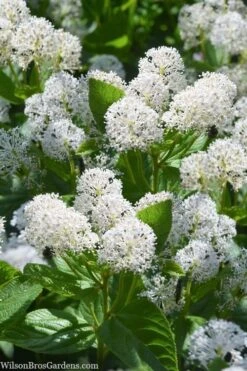 New Jersey Tea Plant (Ceanothus Americanus) - 3 Gallon Pot 17 New Jersey Tea Plant (Ceanothus Americanus) - 3 Gallon Pot -Garden Outdoor Plant Store ceanothus americanus new jersey tea plant 18