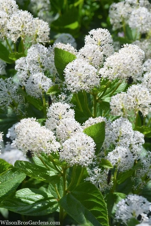New Jersey Tea Plant (Ceanothus Americanus) - 3 Gallon Pot 6 New Jersey Tea Plant (Ceanothus Americanus) - 3 Gallon Pot - Image 4