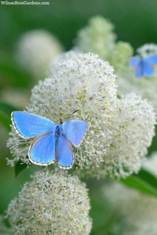 New Jersey Tea Plant (Ceanothus Americanus) - 3 Gallon Pot 3 New Jersey Tea Plant (Ceanothus Americanus) - 3 Gallon Pot