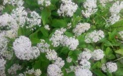New Jersey Tea Plant (Ceanothus Americanus) - 3 Gallon Pot 22 New Jersey Tea Plant (Ceanothus Americanus) - 3 Gallon Pot -Garden Outdoor Plant Store ceanothus americanus new jersey tea plant 7