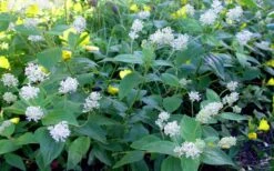 New Jersey Tea Plant (Ceanothus Americanus) - 3 Gallon Pot 21 New Jersey Tea Plant (Ceanothus Americanus) - 3 Gallon Pot -Garden Outdoor Plant Store ceanothus americanus new jersey tea plant 9