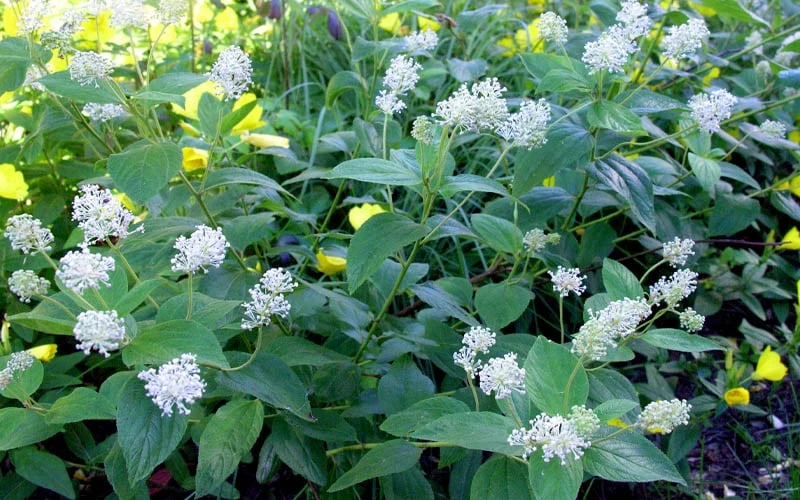 New Jersey Tea Plant (Ceanothus Americanus) - 3 Gallon Pot 10 New Jersey Tea Plant (Ceanothus Americanus) - 3 Gallon Pot - Image 8