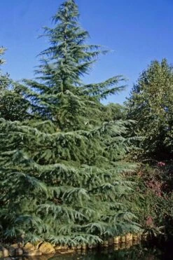 Deodar Cedar - 5 Gallon Pot (4-5') 14 Deodar Cedar - 5 Gallon Pot (4-5') -Garden Outdoor Plant Store cedar deodar 23