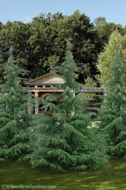 Deodar Cedar - 5 Gallon Pot (4-5') 13 Deodar Cedar - 5 Gallon Pot (4-5') -Garden Outdoor Plant Store cedar deodar 24