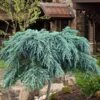 Feelin Blue Deodar Cedar (Single Trunk Tree Form) - 3 Gallon Pot 1 Feelin Blue Deodar Cedar (Single Trunk Tree Form) - 3 Gallon Pot -Garden Outdoor Plant Store cedrus deodar feelin blue deodar cedar tree 100
