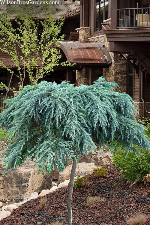 Feelin Blue Deodar Cedar (Single Trunk Tree Form) - 3 Gallon Pot 3 Feelin Blue Deodar Cedar (Single Trunk Tree Form) - 3 Gallon Pot