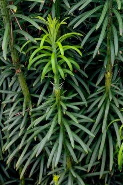 Fastigiata Upright Japanese Plum Yew - 3 Gallon Pot -Garden Outdoor Plant Store cephalotaxus harringtonia fastigiata upright japanese plum yew 101