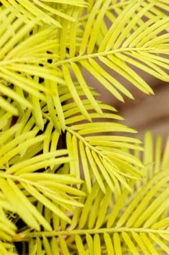 Golden Dragon Plum Yew (Cephalotaxus Harringtonia) - 1 Gallon Pot 13 Golden Dragon Plum Yew (Cephalotaxus Harringtonia) - 1 Gallon Pot -Garden Outdoor Plant Store cephalotaxus harringtonia golden dragon japanese yew 22