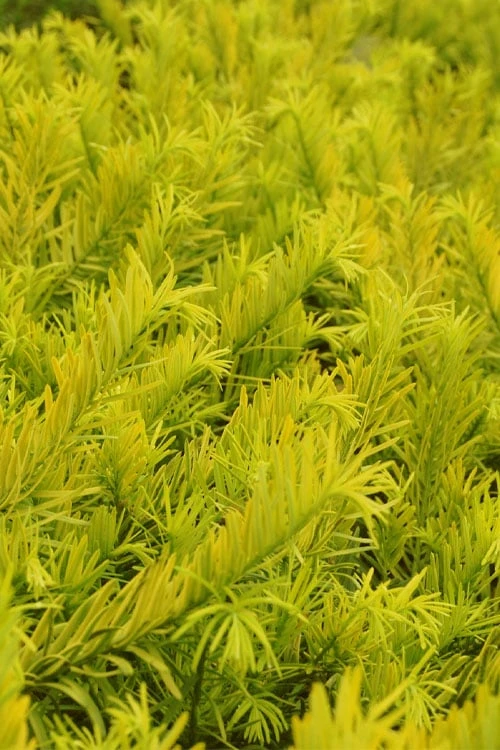 Golden Dragon Plum Yew (Cephalotaxus Harringtonia) - 1 Gallon Pot 6 Golden Dragon Plum Yew (Cephalotaxus Harringtonia) - 1 Gallon Pot - Image 4