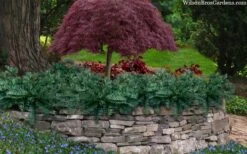 Creeping Japanese Plum Yew (Cephalotaxus Harringtonia 'Prostrata') - 1 Gallon Pot -Garden Outdoor Plant Store cephalotaxus harringtonia prostrata creeping japanese yew 33