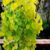 Golden Falls Weeping Redbud Tree - 3 Gallon Pot (1-2') -Garden Outdoor Plant Store cercis canadensis golden falls weeping redbud 3 1
