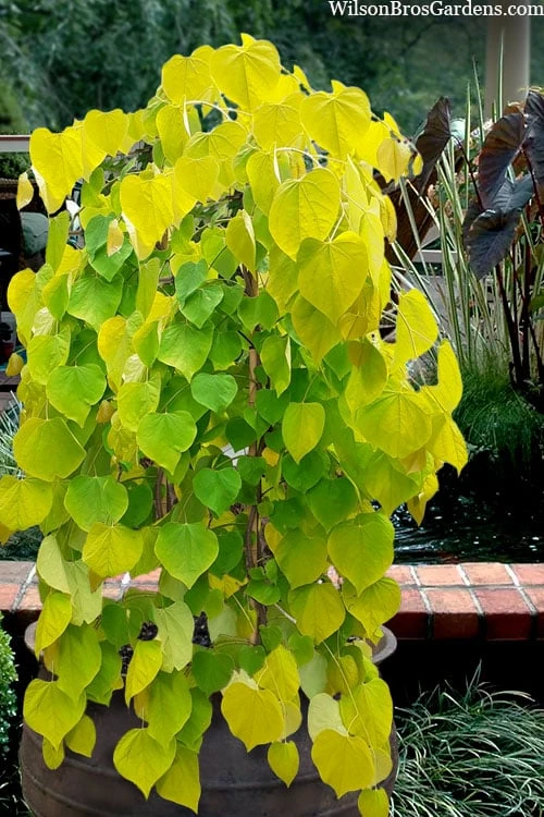 Golden Falls Weeping Redbud Tree - 3 Gallon Pot (1-2') 3 Golden Falls Weeping Redbud Tree - 3 Gallon Pot (1-2')