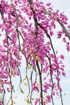 Golden Falls Weeping Redbud Tree - 3 Gallon Pot (2-3') -Garden Outdoor Plant Store cercis canadensis golden falls weeping redbud 4