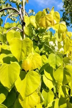 Golden Falls Weeping Redbud Tree - 3 Gallon Pot (2-3') -Garden Outdoor Plant Store cercis canadensis golden falls weeping redbud 5