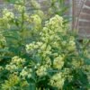 Chilean Hardy Willow Jessamine (Cestrum Parqui) - 2 Pack Of Quart Pots 2 Chilean Hardy Willow Jessamine (Cestrum Parqui) - 2 Pack Of Quart Pots -Garden Outdoor Plant Store cestrum parqui chilean hardy willow jessamine 4