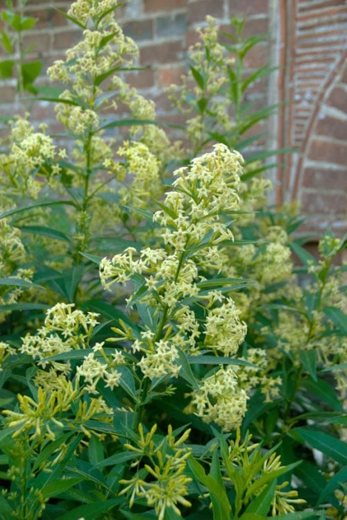 Chilean Hardy Willow Jessamine (Cestrum Parqui) - 2 Pack Of Quart Pots 3 Chilean Hardy Willow Jessamine (Cestrum Parqui) - 2 Pack Of Quart Pots