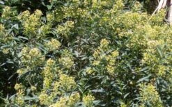 Chilean Hardy Willow Jessamine (Cestrum Parqui) - 2 Pack Of Quart Pots 13 Chilean Hardy Willow Jessamine (Cestrum Parqui) - 2 Pack Of Quart Pots -Garden Outdoor Plant Store cestrum parqui chilean hardy willow jessamine 6