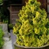 Golden Dwarf Hinoki Cypress - Chamaecyparis Obtusa 'Nana Lutea' - 3 Gallon Pot -Garden Outdoor Plant Store chamaecyparis obtusa nana lutea 102