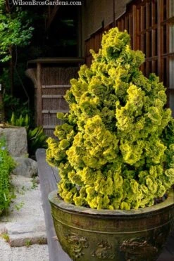 Golden Dwarf Hinoki Cypress - Chamaecyparis Obtusa 'Nana Lutea' - 3 Gallon Pot