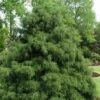 Green Thread Cypress (Chamaecyparis Pisifera Filifera) - 3 Gallon Pot -Garden Outdoor Plant Store chamaecyparis pisifera filifera green thread cypress 1