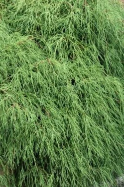 Green Thread Cypress (Chamaecyparis Pisifera Filifera) - 3 Gallon Pot 10 Green Thread Cypress (Chamaecyparis Pisifera Filifera) - 3 Gallon Pot -Garden Outdoor Plant Store chamaecyparis pisifera filifera green thread cypress 3