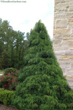 Green Thread Cypress (Chamaecyparis Pisifera Filifera) - 3 Gallon Pot 11 Green Thread Cypress (Chamaecyparis Pisifera Filifera) - 3 Gallon Pot -Garden Outdoor Plant Store chamaecyparis pisifera filifera green thread cypress 4
