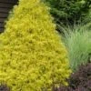 Gold Mop Threadleaf Cypress - 3 Gallon Pot 1 Gold Mop Threadleaf Cypress - 3 Gallon Pot -Garden Outdoor Plant Store chamaecyparis pisifera gold mop cypress 100