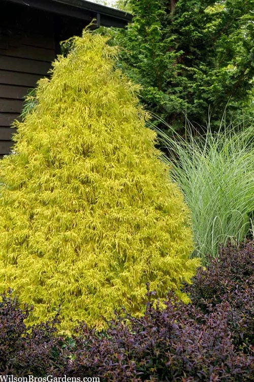 Gold Mop Threadleaf Cypress - 3 Gallon Pot 3 Gold Mop Threadleaf Cypress - 3 Gallon Pot