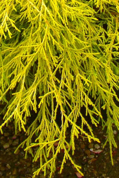 Gold Mop Threadleaf Cypress - 3 Gallon Pot 8 Gold Mop Threadleaf Cypress - 3 Gallon Pot - Image 6