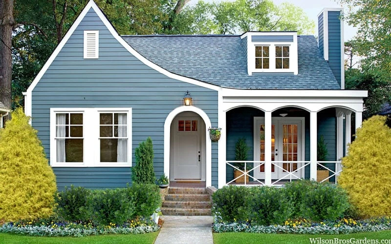 Gold Mop Threadleaf Cypress - 3 Gallon Pot 6 Gold Mop Threadleaf Cypress - 3 Gallon Pot - Image 4