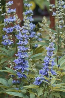 Blue Chaste Tree - Vitex Agnus-castus - 1 Gallon Pot -Garden Outdoor Plant Store chaste tree blue 103