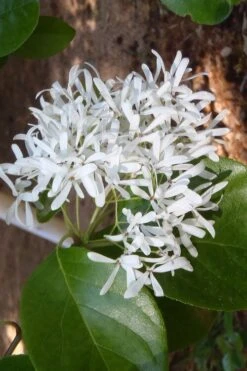 Tokyo Tower Chinese Fringe Tree (Chionanthus Retusus) - 3 Gallon Pot 13 Tokyo Tower Chinese Fringe Tree (Chionanthus Retusus) - 3 Gallon Pot -Garden Outdoor Plant Store chionanthus retusus tokyo tower chinese fringe tree 4
