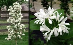 Tokyo Tower Chinese Fringe Tree (Chionanthus Retusus) - 3 Gallon Pot 14 Tokyo Tower Chinese Fringe Tree (Chionanthus Retusus) - 3 Gallon Pot -Garden Outdoor Plant Store chionanthus retusus tokyo tower chinese fringe tree 6