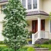 Tokyo Tower Chinese Fringe Tree (Chionanthus Retusus) - 3 Gallon Pot -Garden Outdoor Plant Store chionanthus retusus tokyo tower chinese fringe tree 7