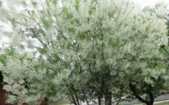 Grancy Graybeard - White Fringe Tree - 3 Gallon Pot 21 Grancy Graybeard - White Fringe Tree - 3 Gallon Pot -Garden Outdoor Plant Store chionanthus virginicus grancy greybeard multi stem tree 4