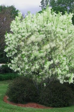 Grancy Graybeard - White Fringe Tree - 3 Gallon Pot 20 Grancy Graybeard - White Fringe Tree - 3 Gallon Pot -Garden Outdoor Plant Store chionanthus virginicus grancy greybeard multi stem tree 5