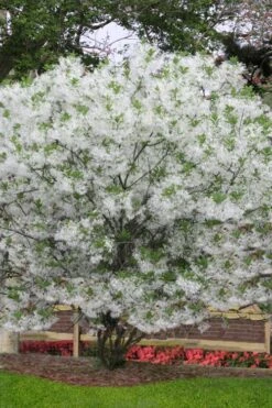 Grancy Graybeard - White Fringe Tree - 3 Gallon Pot 15 Grancy Graybeard - White Fringe Tree - 3 Gallon Pot -Garden Outdoor Plant Store chionanthus virginicus grancy greybeard multi stem tree 6