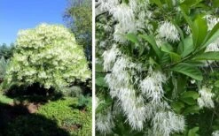 Grancy Graybeard - White Fringe Tree - 7 Gallon Pot (2-3') -Garden Outdoor Plant Store chionanthus virginicus grancy greybeard single stem tree 1 1