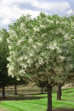 Grancy Graybeard - White Fringe Tree - 7 Gallon Pot (2-3') -Garden Outdoor Plant Store chionanthus virginicus grancy greybeard single stem tree 2 1