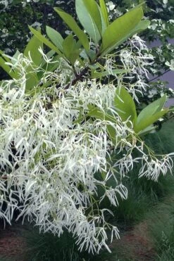 Spring Fleecing Fringe Tree (Chionanthus Virginicus) - 7 Gallon Pot (4-5') 11 Spring Fleecing Fringe Tree (Chionanthus Virginicus) - 7 Gallon Pot (4-5') -Garden Outdoor Plant Store chionanthus virginicus spring fleecing fringe tree 1