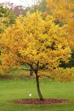 Spring Fleecing Fringe Tree (Chionanthus Virginicus) - 7 Gallon Pot (4-5') 13 Spring Fleecing Fringe Tree (Chionanthus Virginicus) - 7 Gallon Pot (4-5') -Garden Outdoor Plant Store chionanthus virginicus spring fleecing fringe tree 2